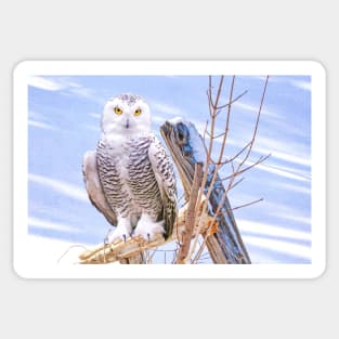 Snowy Owl in Winter Sticker
